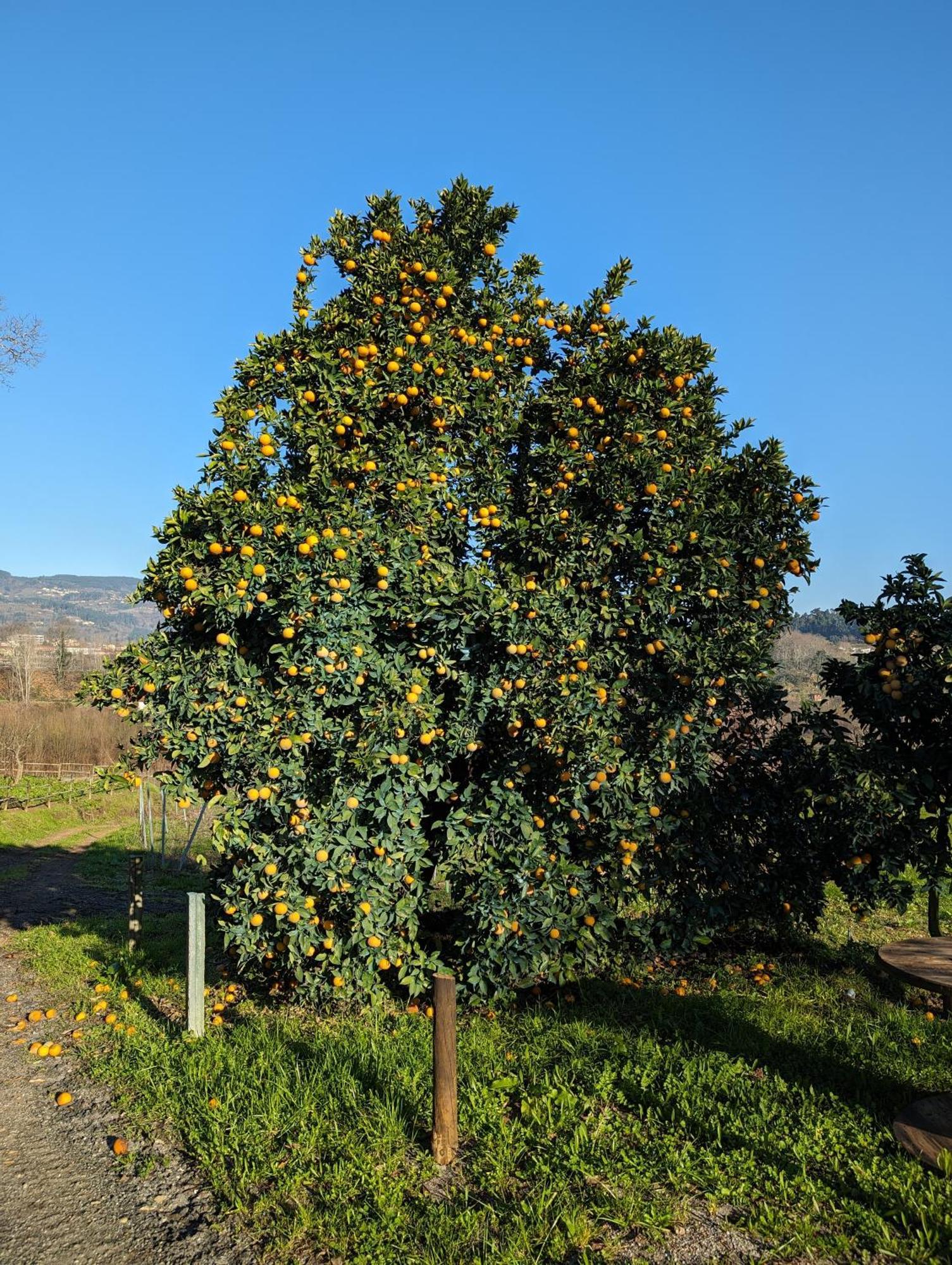 Quinta Da Lage Agroturismo E Enoturismo Celorico De Basto Exterior photo